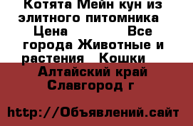 Котята Мейн-кун из элитного питомника › Цена ­ 20 000 - Все города Животные и растения » Кошки   . Алтайский край,Славгород г.